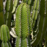 Euphorbia avasmontana P1060480.JPG
